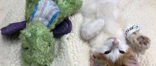 Illustration : "Ce chaton ne quitte son doudou sous aucun prétexte même quand il va chez le vétérinaire !"
