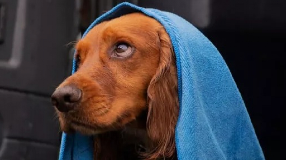 Illustration : "15 photos de chats et de chiens qui semblent venir d'une autre époque ! "