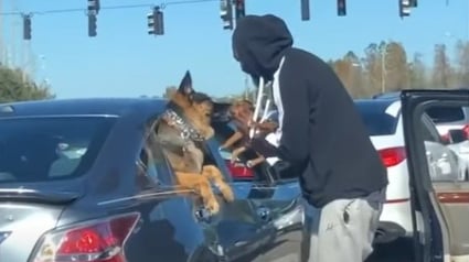Illustration : Arrêté à un feu tricolore, un homme sort de sa voiture pour organiser une adorable rencontre entre son chiot et un Berger Allemand ! (vidéo)	