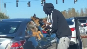 Illustration : "Arrêté à un feu tricolore, un homme sort de sa voiture pour organiser une adorable rencontre entre son chiot et un Berger Allemand ! (vidéo)	"