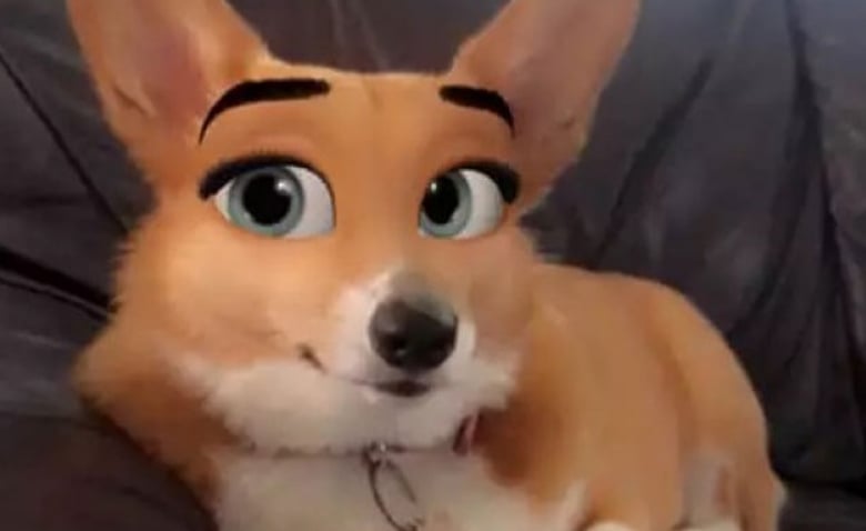 Transformez Votre Animal De Compagnie En Dessin Anime Vivant Avec Ce Nouveau Filtre Snapchat
