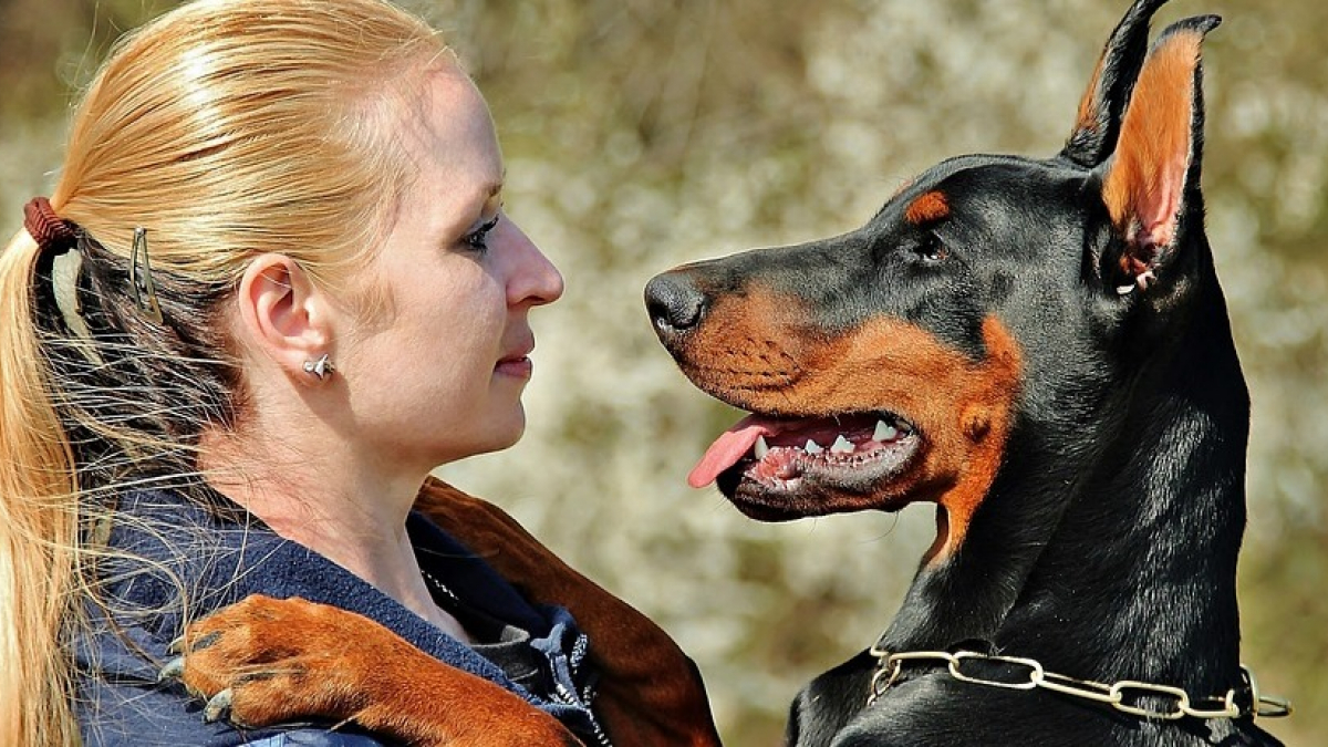 Illustration : "Etude : Le cerveau du chien serait capable d'interpréter la parole de manière identique à celui de l'Homme !"