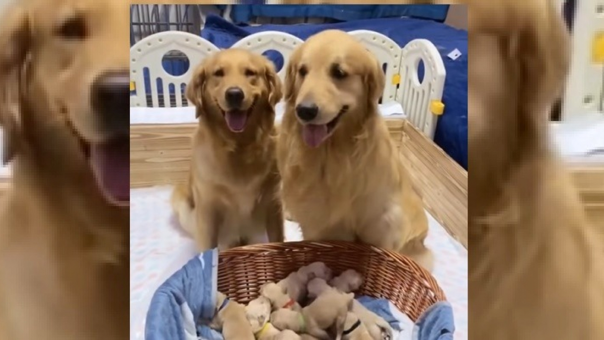 Illustration : "Heureux papa, ce Golden Retriever ne sait plus comment exprimer sa joie devant sa famille au complet (Vidéo) "