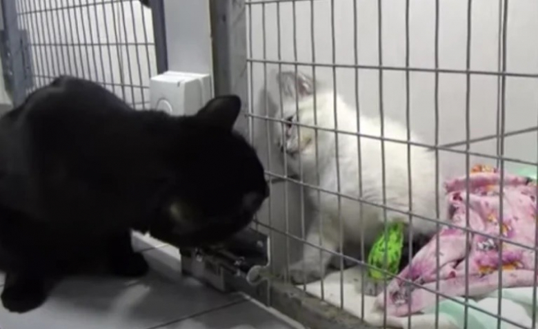 Handicape Du Train Arriere Ce Chat Est Devenu L Infirmier Des Animaux De La Clinique Veterinaire Ou Il Vit