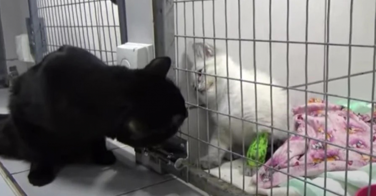 Handicape Du Train Arriere Ce Chat Est Devenu L Infirmier Des Animaux De La Clinique Veterinaire Ou Il Vit Handicape Du Train Arriere Ce Chat Est Devenu L Infirmier Des Animaux De La Clinique Veterinaire Ou Il Vit