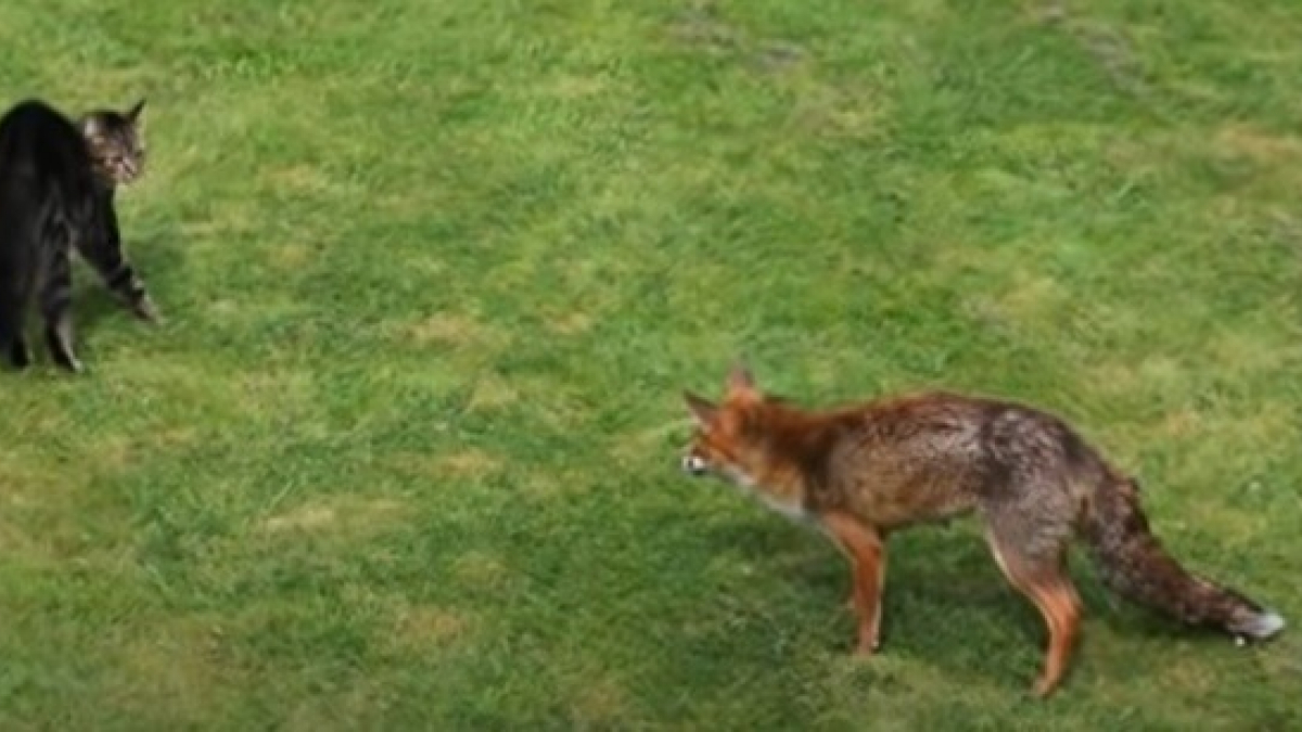 Illustration : "Coincé face à un renard sauvage, ce chat parvient à se défendre et s'échapper ! (Vidéo)"