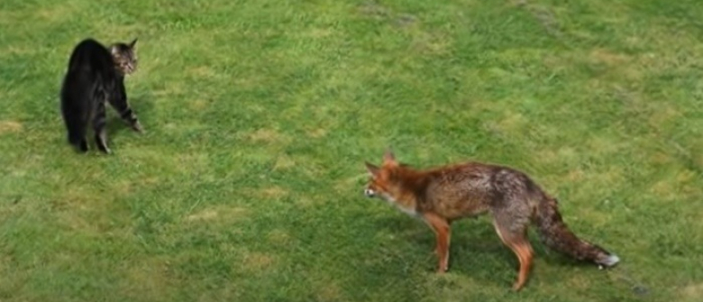 Coince Face A Un Renard Sauvage Ce Chat Parvient A Se Defendre Et S Echapper Video Coince Face A Un Renard Sauvage Ce Chat Parvient A Se Defendre Et S Echapper Video