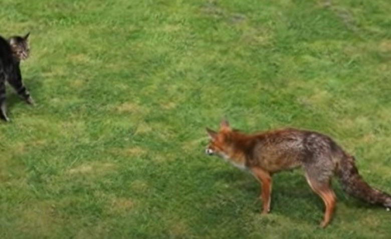 Coince Face A Un Renard Sauvage Ce Chat Parvient A Se Defendre Et S Echapper Video