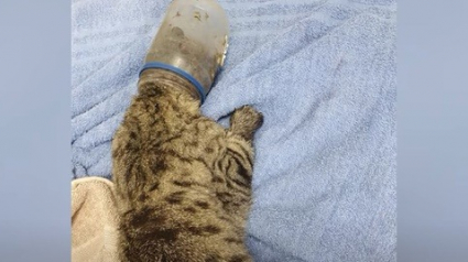 Illustration : Un chat survit deux semaines sans eau ni nourriture et la tête coincée dans un pot de beurre de cacahuètes ! 