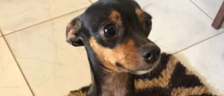 Illustration : "En soutien à sa propriétaire récemment amputée, ce Chihuahua prend soin de préparer la route pour son fauteuil roulant ! (Vidéo)"