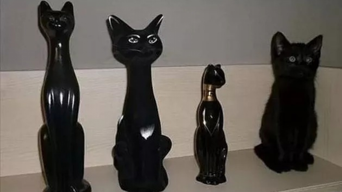 Illustration : "16 problèmes félins que seuls les propriétaires de chats noirs peuvent rencontrer ! "