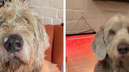 Illustration : 17 chiens qui se transforment quand vient l'heure du toilettage ! 