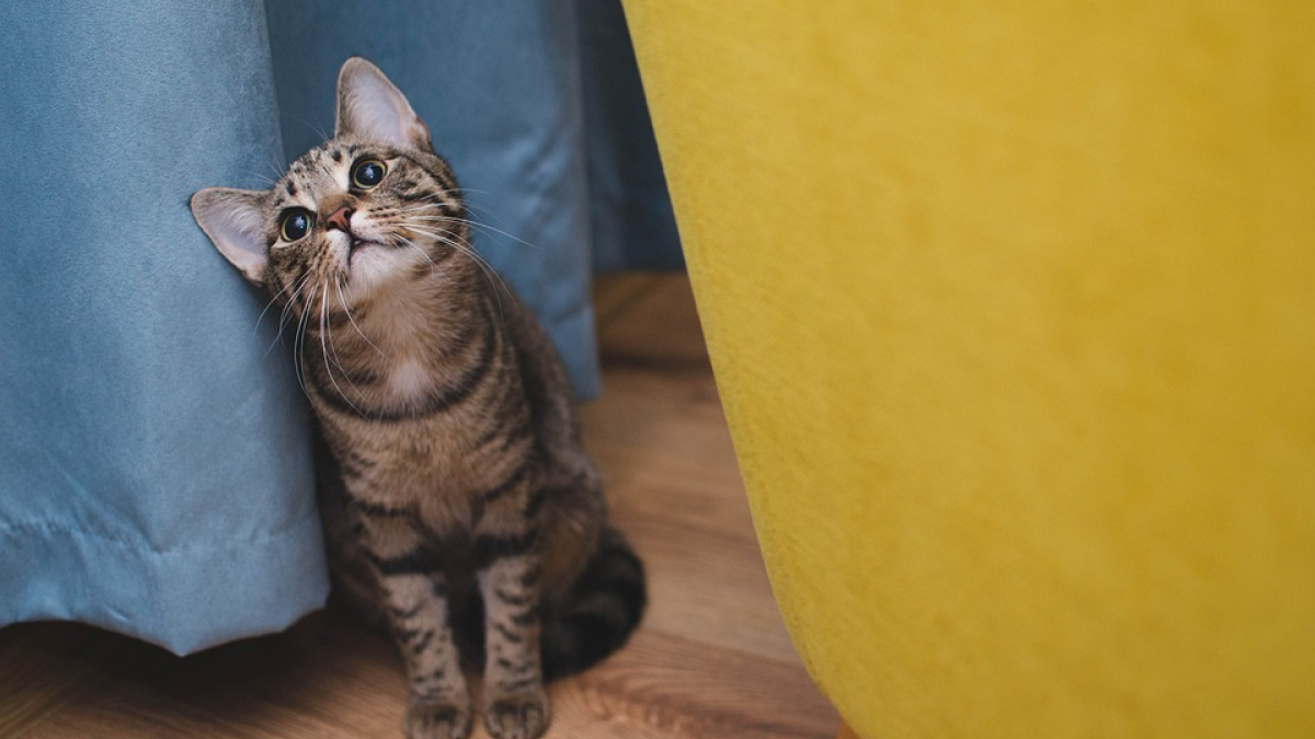 Illustration : "Allergies aux chats : des chercheurs auraient découvert plusieurs méthodes pour les éradiquer !"