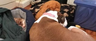 Illustration : "Victime de crises, ce chiot errant reçoit le soin et l'attention d'une chienne croisée Boxer autrefois errante ! "
