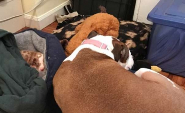 Illustration : "Victime de crises, ce chiot errant reçoit le soin et l'attention d'une chienne croisée Boxer autrefois errante ! "