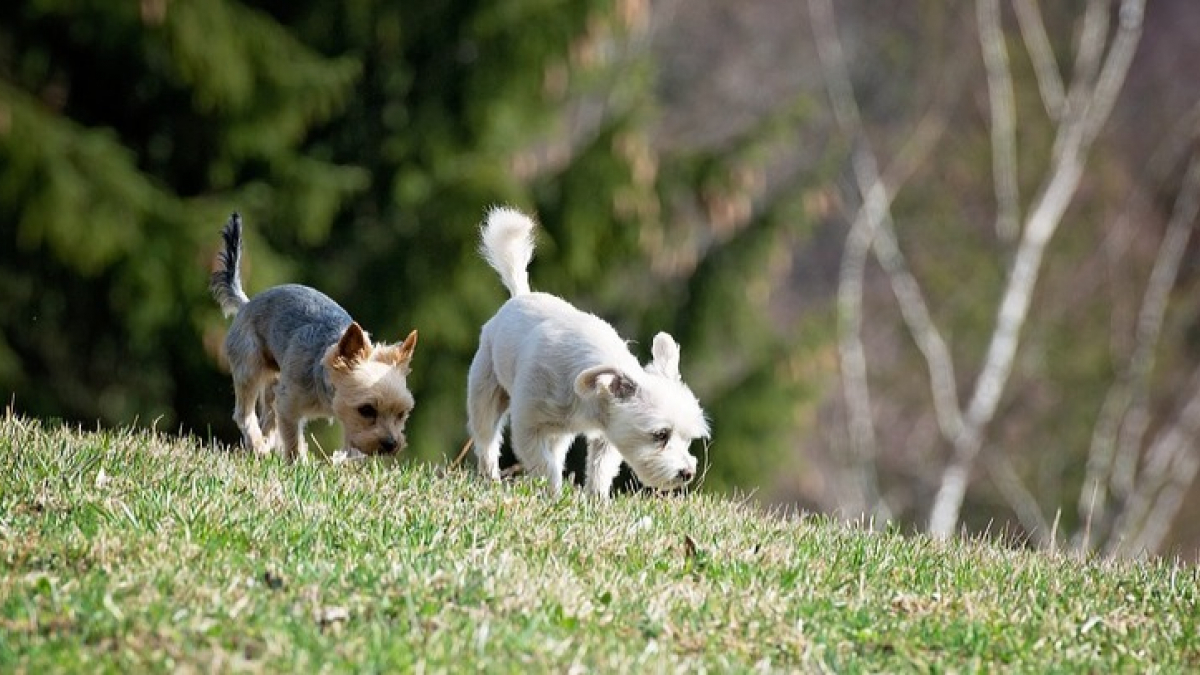 Illustration : "Une étude dévoile la capacité du chien à ressentir le champ magnétique terrestre. Une faculté qui lui permettrait de développer son sens aigu de l'orientation !"