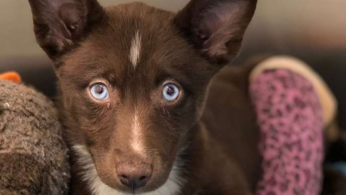 Illustration : "Ils abandonnent leur chiot à la patte cassée parce qu'il était 