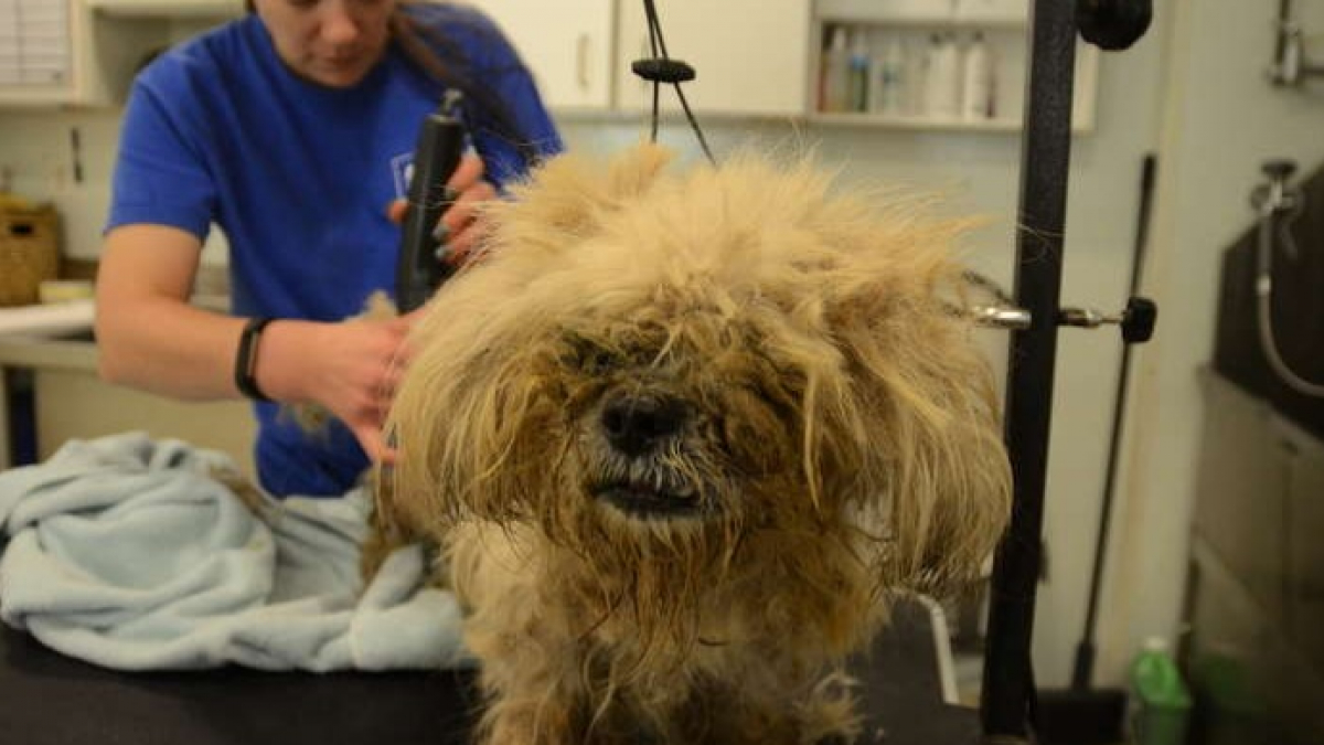 Illustration : "Abandonnés à leur propre sort, ces deux Lhassa Apso se transforment et redécouvrent la chaleur d'un foyer ensemble !"