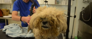 Illustration : "Abandonnés à leur propre sort, ces deux Lhassa Apso se transforment et redécouvrent la chaleur d'un foyer ensemble !"