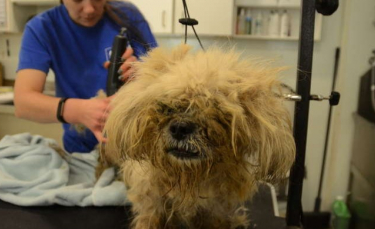 Illustration : "Abandonnés à leur propre sort, ces deux Lhassa Apso se transforment et redécouvrent la chaleur d'un foyer ensemble !"