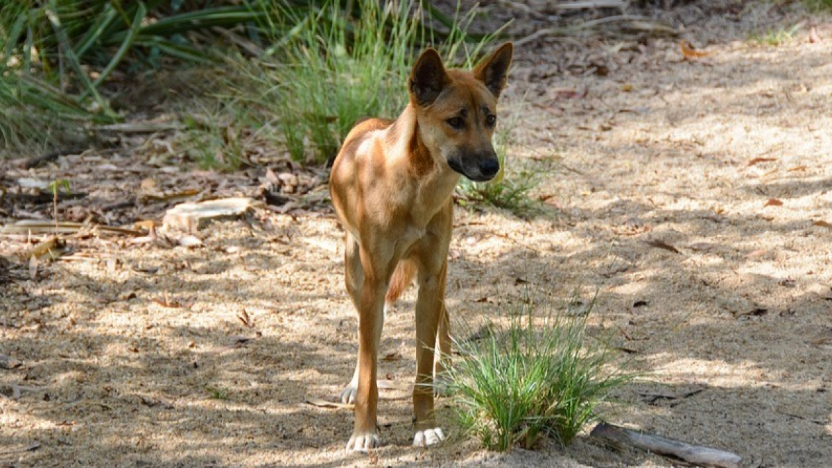 Illustration : "Les chiens sauvages d'Australie deviennent de plus en plus gros, les chercheurs mettent en cause les pesticides ! "