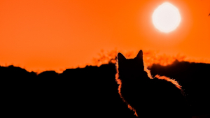Illustration : Protéger son chat contre la canicule : comment l'aider à supporter la chaleur ?