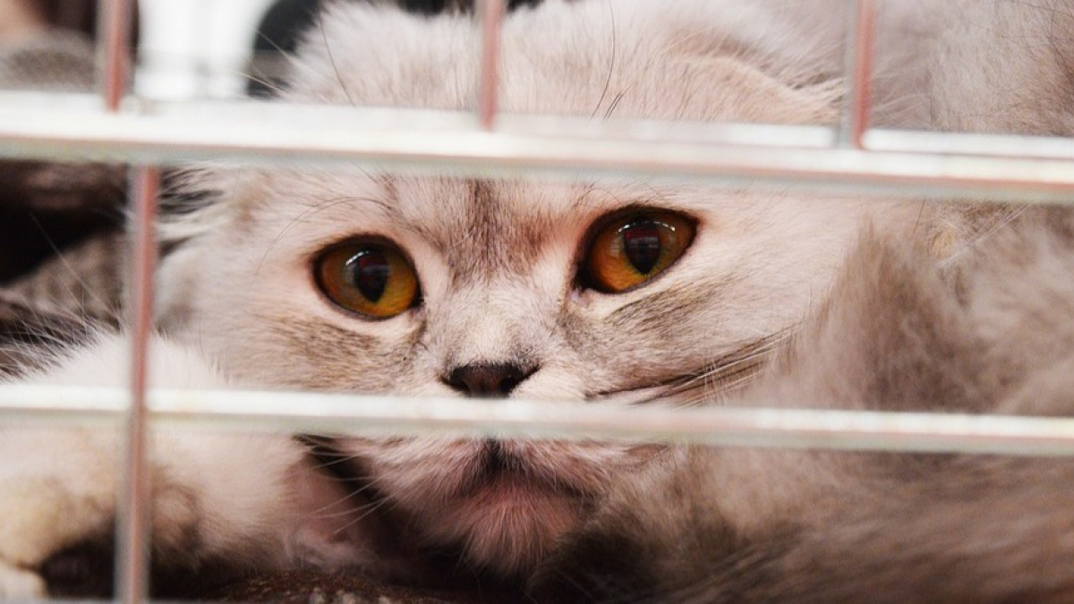Illustration : "Un million de chats vendus chaque année pour leur viande, une association dénonce ce triste constat !"