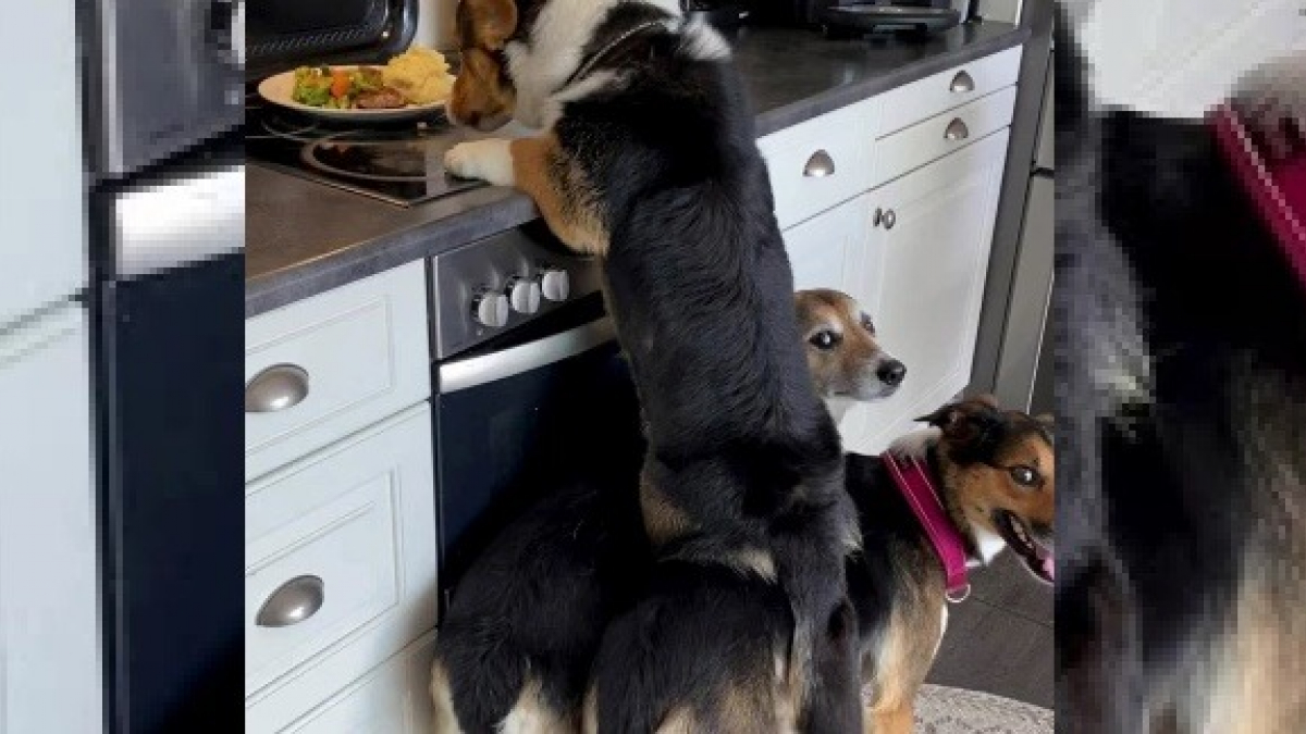 Illustration : "Un trio de chiens parvient à voler les restes de table en utilisant une méthode acrobatique (Vidéo) "