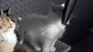 Illustration : Des chatons deviennent de véritables chanteurs le temps d'une chanson en auto-tune ! (Vidéo)