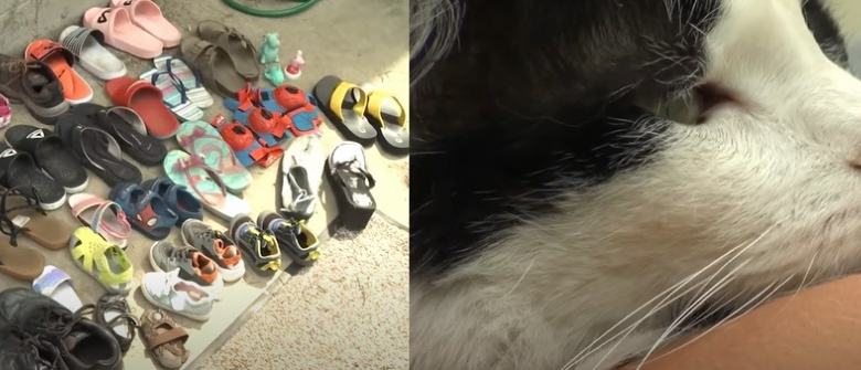 Un Chat Voleur De Chaussures Cree La Psychose Les Habitants Decident De Creer Un Groupe Facebook Pour Tenter De Recuperer Leurs Biens Un Chat Voleur De Chaussures Cree La Psychose Les Habitants Decident De Creer Un Groupe Facebook Pour Tenter De Recuperer Leurs Biens