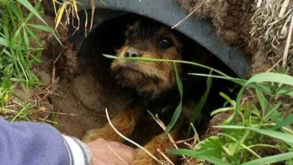 Illustration : "Un couple découvre et sauve un chien aux pattes cassées, errant il vivait dans un fossé sur le bord de la route !	"