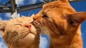 Illustration : 16 photos de chats en couple qui donnent tout son sens à l'expression "être faits l'un pour l'autre" !