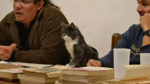 Illustration : 15 photos d'animaux qui adorent les études et attendent la rentrée avec impatience ! 