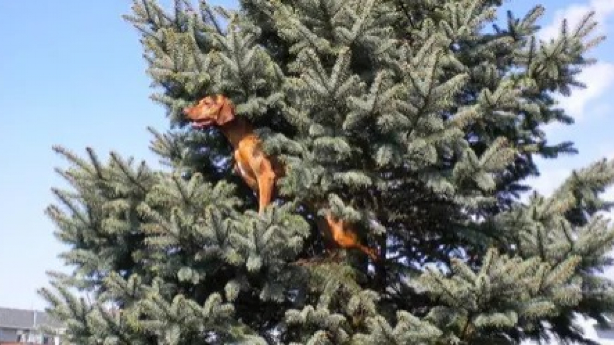 Illustration : "18 chiens qui ont raté une étape dans leur évolution au point d'adorer grimper aux arbres !"