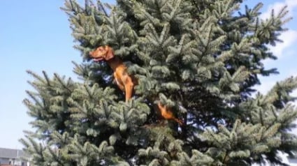 Illustration : 18 chiens qui ont raté une étape dans leur évolution au point d'adorer grimper aux arbres !