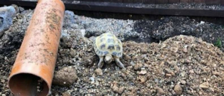 Illustration : "Une famille fait tout son possible pour sauver sa tortue perdue dans les canalisations !"