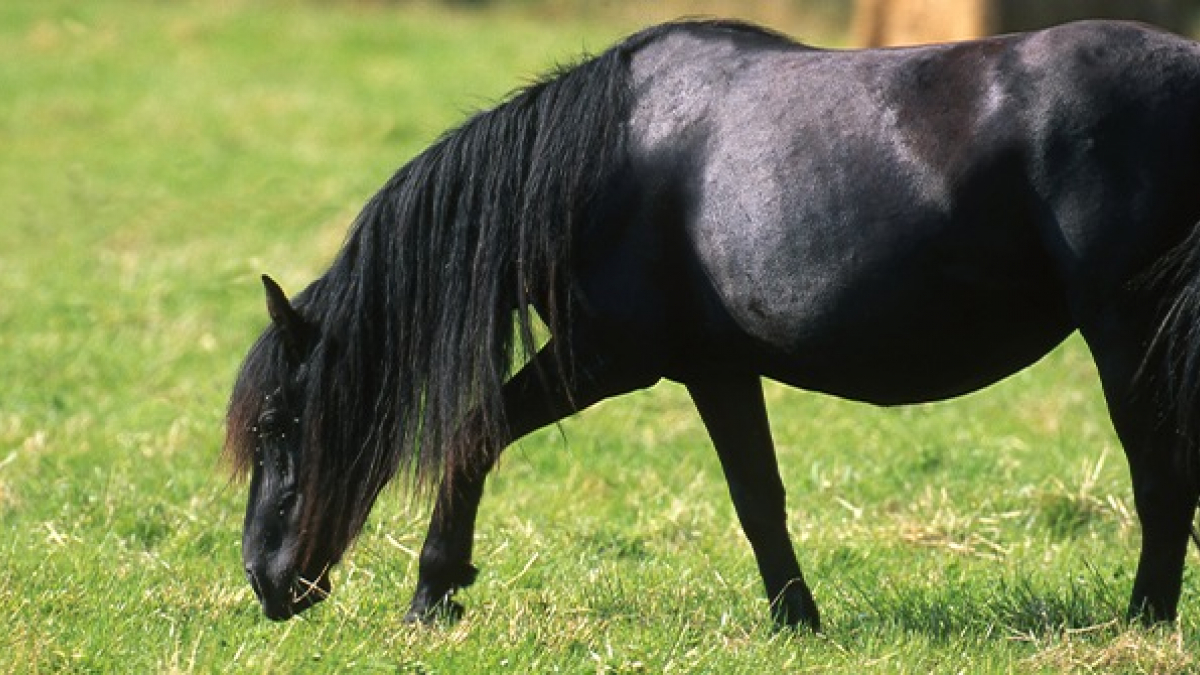 Illustration : "La colique chez le cheval"