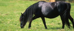 Illustration : "La colique chez le cheval"