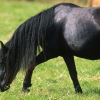 Illustration : La colique chez le cheval