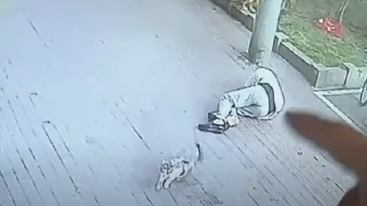Illustration : "Un chat survit à une grosse chute de balcon, mais assomme l'homme sur lequel il tombe ! (Vidéo)"