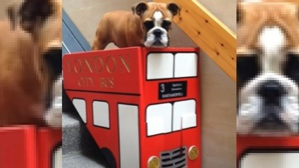Illustration : "Pour entretenir leur Bouledogue Anglais atteint d'arthrite, une famille met au point un monte-escalier pour chien aux couleurs des bus anglais ! "