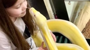 Illustration : "Depuis l'âge de deux ans, cette jeune fille vit sa passion pour les animaux aux côtés de son meilleur ami : un python de 5 mètres !"