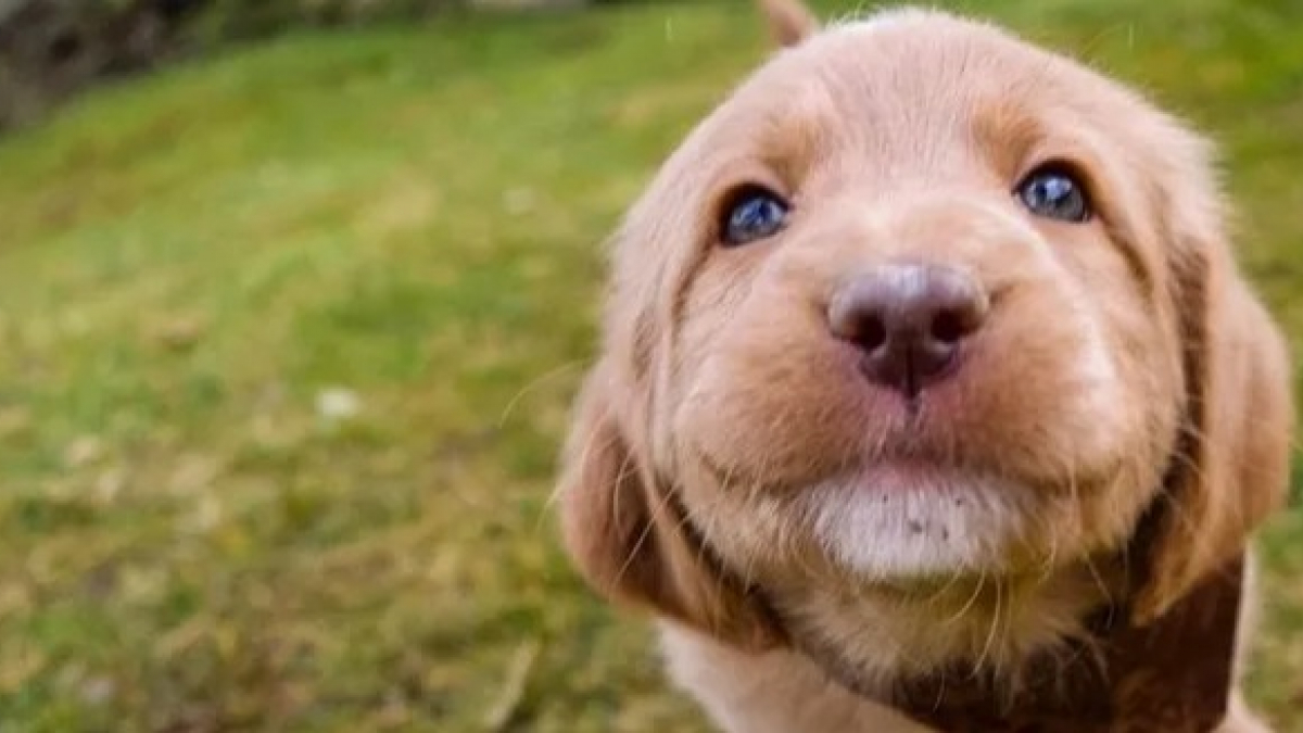 Illustration : "14 chiots tellement mignons que l'on en viendrait à douter de leur réelle existence !"