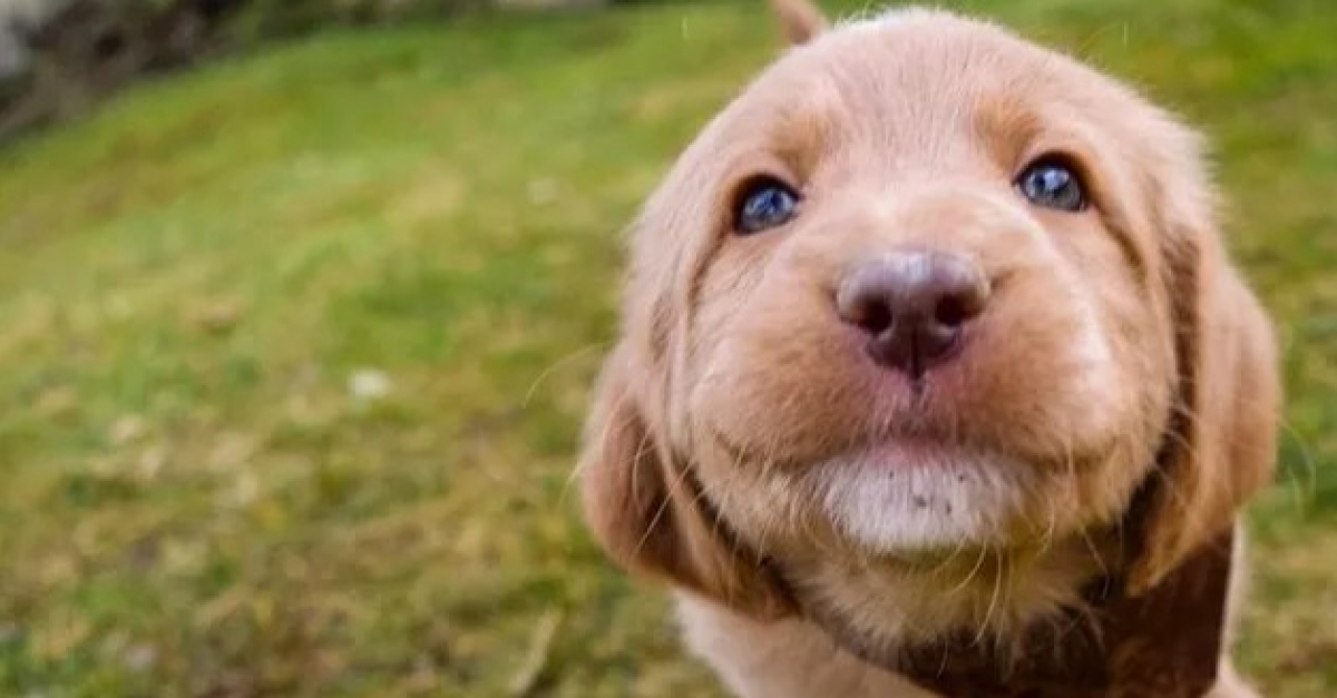 14 Chiots Tellement Mignons Que L On En Viendrait A Douter De Leur Reelle Existence