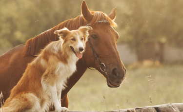 Illustration : "Combien coûte un cheval ?"