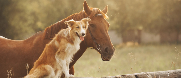 Illustration : "Combien coûte un cheval ?"