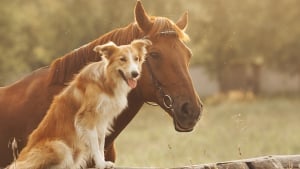 Illustration : "Combien coûte un cheval ?"