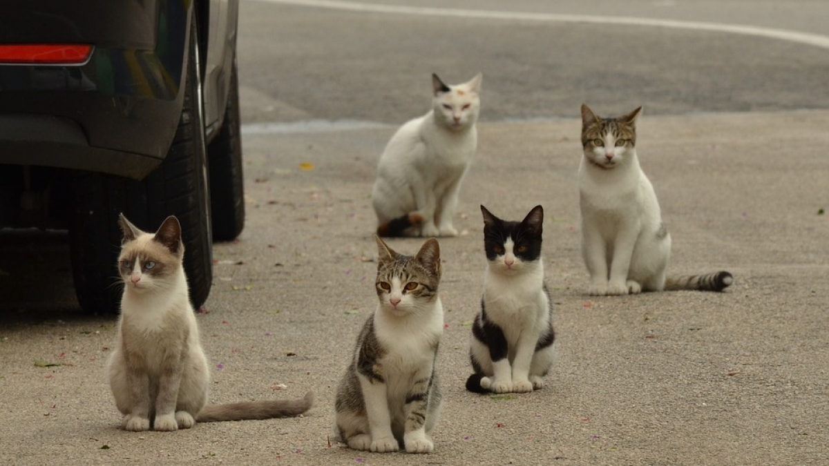 Illustration : "Recrudescence de chats errants en Côte-d'Or, le confinement mis en cause"