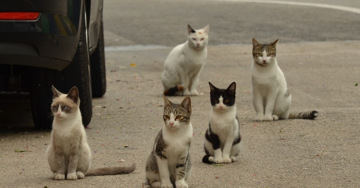 Recrudescence De Chats Errants En Cote D Or Le Confinement Mis En Cause Recrudescence De Chats Errants En Cote D Or Le Confinement Mis En Cause