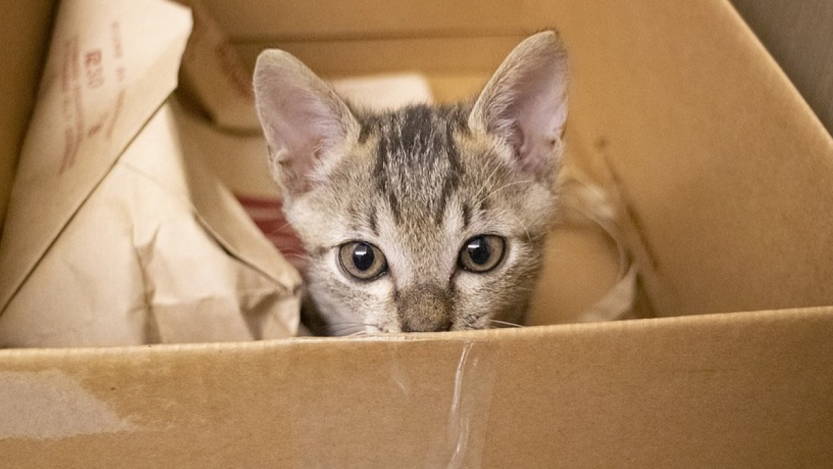 Illustration : "Un chat survit 4 jours enfermé dans une boite en carton et parcourt 1 000 kilomètres après s'être accidentellement endormi  "